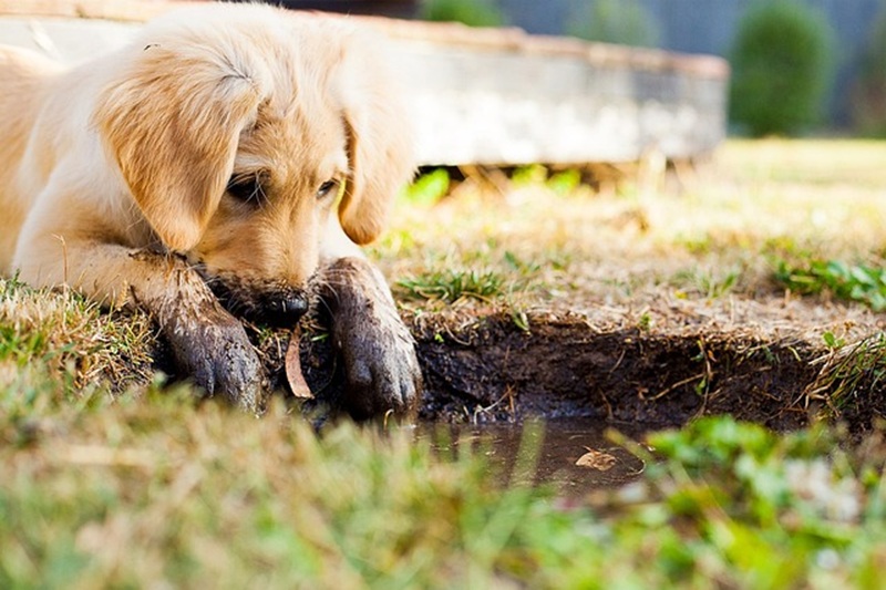 Quais são os 15 nomes para cachorros mais bonitos?